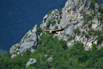 Vulture on flight