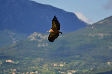 Fototapeta na wymiar Vulture on flight