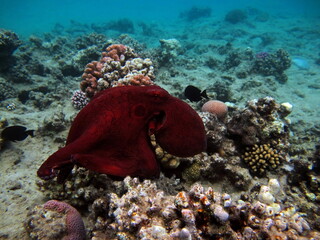 Octopus. Big Blue Octopus on the Red Sea Reefs.