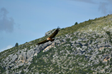 Vulture on flight