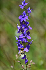 bee on flower