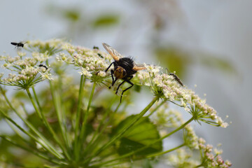 fly on a leaf
