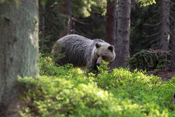 Attentive brown bear, ursus arctos, female on  blueberrygreen grass looking into camera in summer...