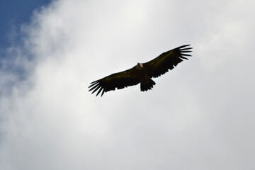 vulture in flight