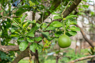 Green pomelo is grown in an orchard that has not yet grown naturally.