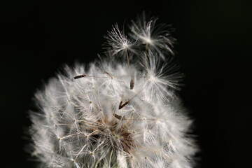 Pusteblume Blumen Wiese Sommer Sonne