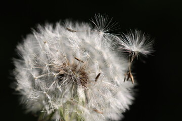 Pusteblume Blumen Wiese Sommer Sonne