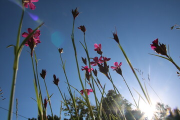 Blumenwiese Blickwinkel Himmel Sonne Entspannung Blumen 