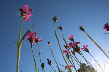 Blumenwiese Blickwinkel Himmel Sonne Entspannung Blumen 