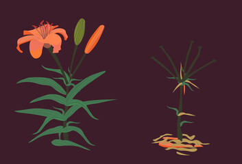 Arrangement of lily flower. The concept of flowering and fallen petals. Use for poster, banner, training material