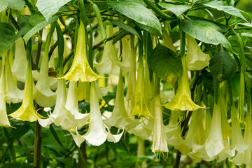 Fototapeta premium Many white yellow color brugmansia named angels trumpet or Datura flower blossom in summer time