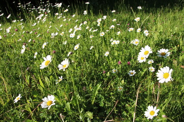 Blumenwiese Blickwinkel Himmel Sonne Entspannung Blumen 