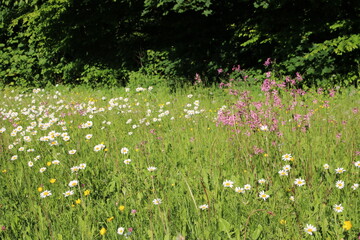 Blumenwiese Blickwinkel Himmel Sonne Entspannung Blumen 