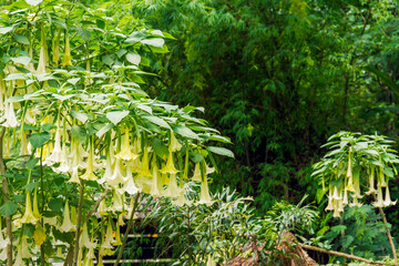 Many white yellow color  brugmansia named angels trumpet or Datura flower blossom in summer time