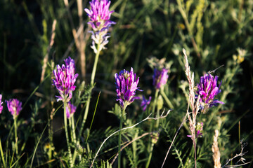 Astragalus onobrychis. Blossoming Astragalus onobrychis. Meadow plants. Wild plant. Honey plant. 