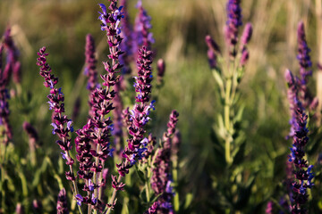 Honey plant. Salvia pratensis. Meadow sage. Meadow clary.