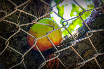 Mesh wire and an apple