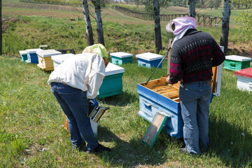 A row of bee hives in a private apiary in the garden. Honey industry.