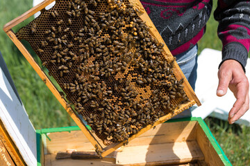 A farmer on a bee apiary holds frames with wax honeycombs. Planned preparation for the collection...