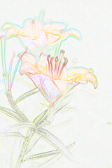 orange lilies in the flowerbed