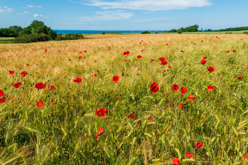 Getreidefeld in Schleswig-Holstein an der Eckernförder Bucht im Sommer mit vereinzelten Mohnblumen