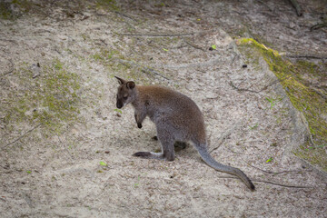 A small kangaroo jumping on the ground