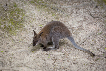 A small kangaroo jumping on the ground