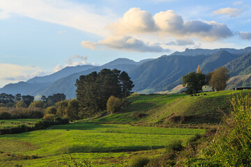 Naklejka premium Scenic landscape in the Waikato Region, New Zealand. Rolling green farmland at the base of the Kaimai Mountains