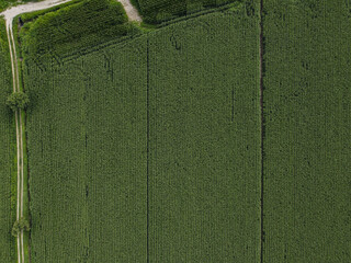 Drone view of a corn plantation divided in two parts by a small country road in Pavia, Italy