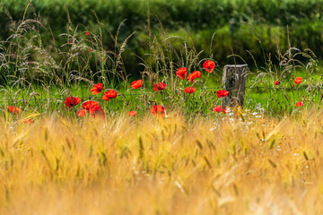 Getreidefeld in Schleswig-Holstein an der Eckernförder Bucht im Sommer mit vereinzelten Mohnblumen