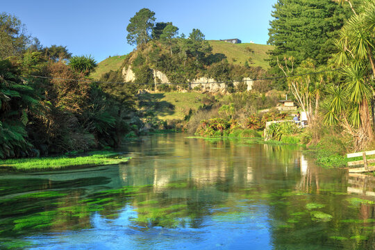 The Blue Spring at Te Waihou Walkway, New Zealand, a scenic attraction. The crystal clear water is full of plants