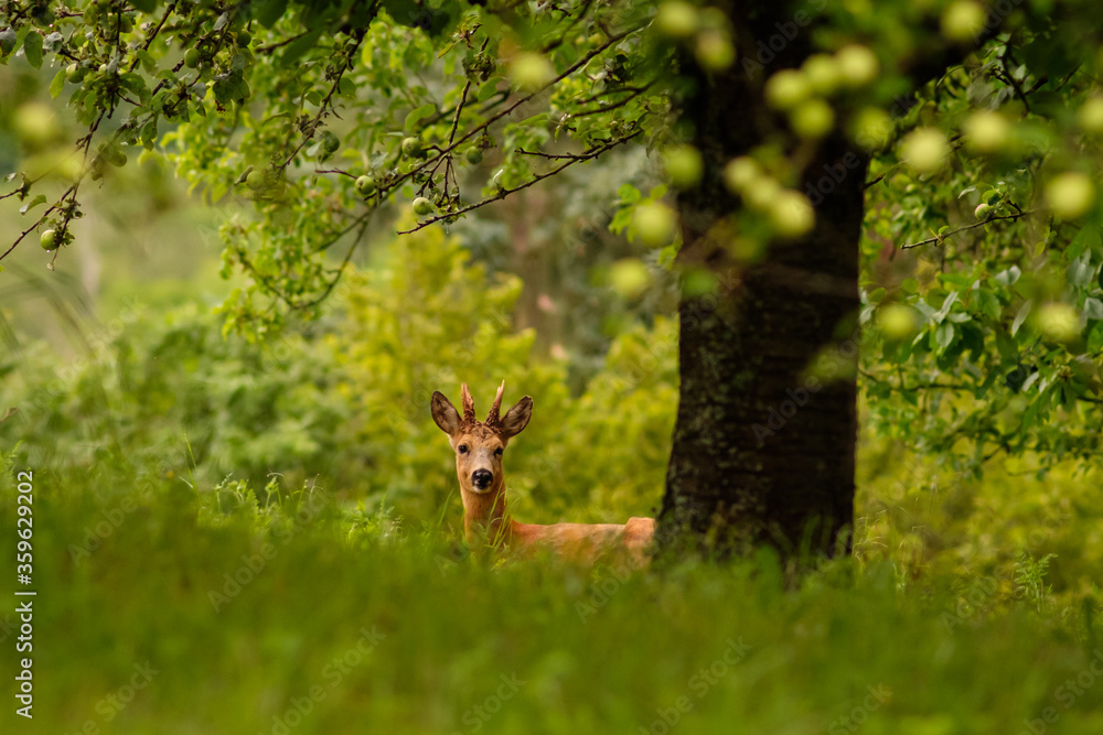 Poster Roebuck on green meadow with apple tree