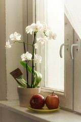 Home still life. White orchids in a flowerpot on a windowsill near an old window. Two red apples on a covered plate. High quality photo