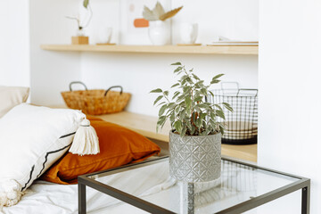 Natural indoor plants in a bright, stylish interior of a bedroom. Eco style and the comfort of home concept.