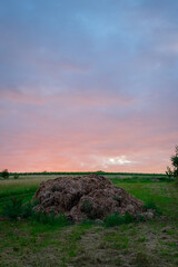 Dunghill in dawn vertical format