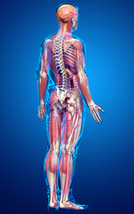 3d rendered medically accurate of the male anatomy