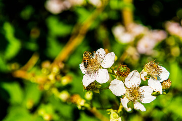 Bienen sammeln den Nektar zur Honig-Produktion auf den Blüten eines Brombeerstrauches