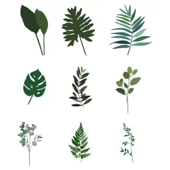 Afwasbaar Fotobehang Tropische bladeren vector illustration leaves floral plant tropical icon ser