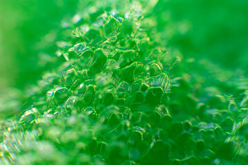 Macro photography, insects and plants in spring