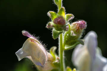 Macro photography, insects and plants in spring