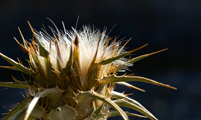 Macro photography, insects and plants in spring