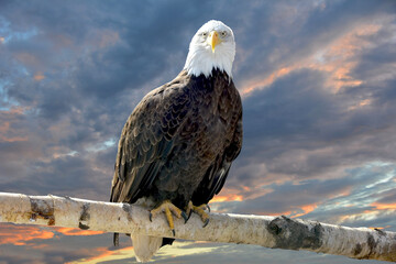 A large bald eagle on the background of the sunset
