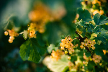 beautiful closeUp shot of white currant plant with dark green leaves