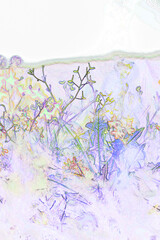 Obraz na płótnie Canvas multi-colored wildflowers in the meadow