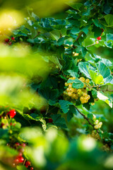 beautiful closeUp shot of white currant bush with dark green leaves and a few red currants
