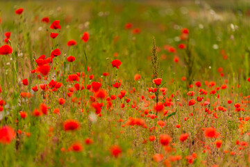 the red poppies are lost between the rails of the train