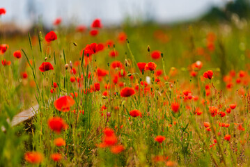 the red poppies are lost between the rails of the train