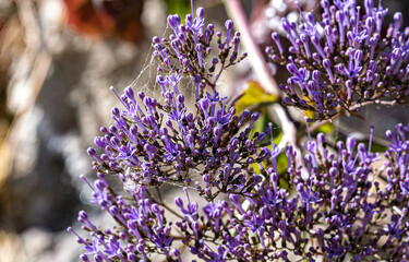 Macro photography, insects and plants in spring