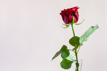 horizontal still-life with copyspace - fresh red rose flower in glass vase with pale pink pastel background (focus on the bloom)