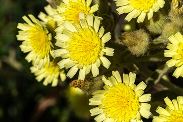Macro photography, insects and plants in spring